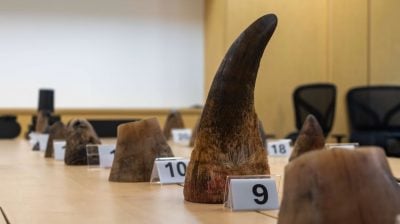 樟宜机场起获35.7公斤白犀角 价值逾350万刷新狮城纪录