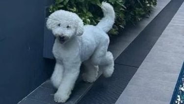 疑宠物美容院员工疏忽   狗前脚卡笼子吠叫痛苦离世