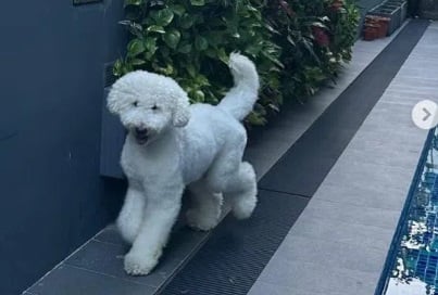 （已签发）柔：狮城二三事：疑宠物美容院员工疏忽   狗前脚卡笼子吠叫痛苦离世