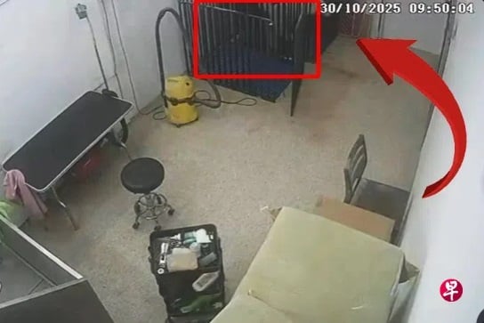 （已签发）柔：狮城二三事：疑宠物美容院员工疏忽   狗前脚卡笼子吠叫痛苦离世