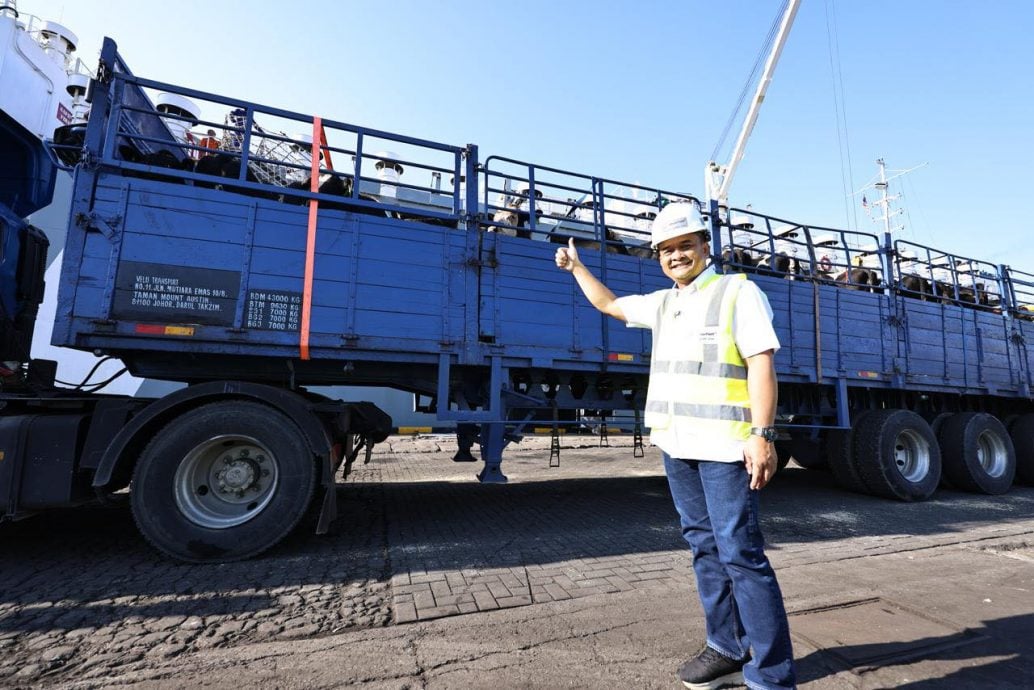 首批1000头乳牛   运抵三板头牛乳谷综合园区