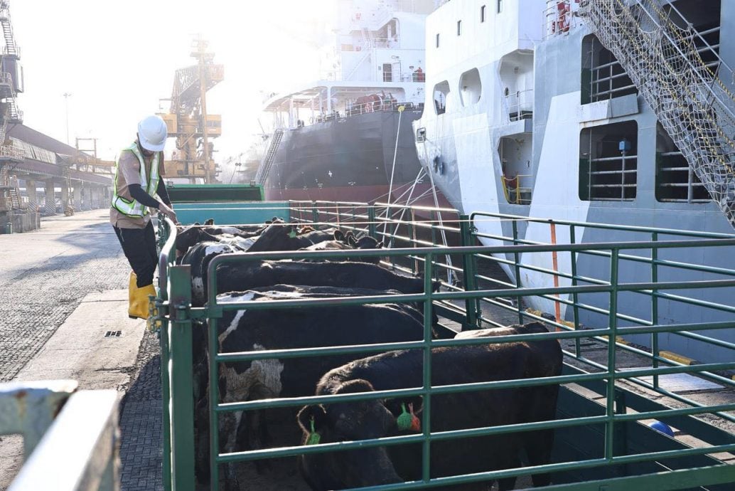 首批1000头乳牛   运抵三板头牛乳谷综合园区