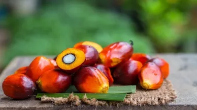 产量预计写7年新高 10月棕油库存料2年最高