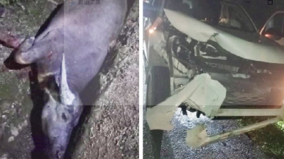 百乐又有牛只意外!司机受伤 水牛被宰了