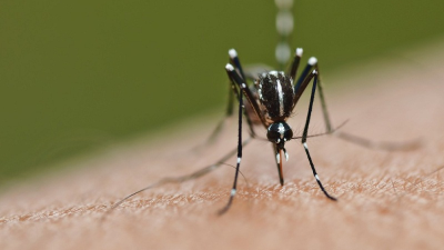 第46周蚊症   霹23病例比去年减