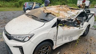 强风过境吹倒美化树  大树压车4人逃一劫（附视频）