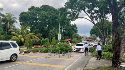 树干断裂  砸坏货卡