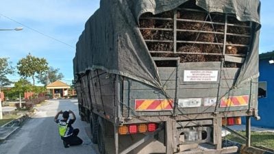 谢儒安：罗里超载压价不可取  当前是迈向道安改革契机