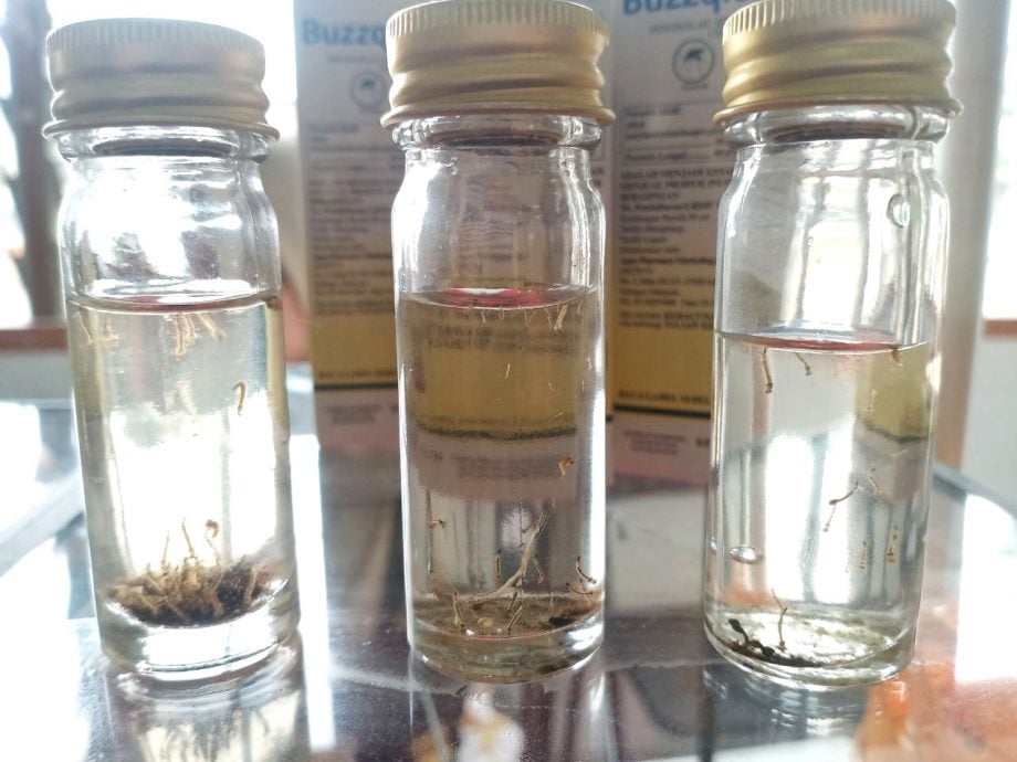 me03主文-大都会/巴生蚊症病例同比减半/7图