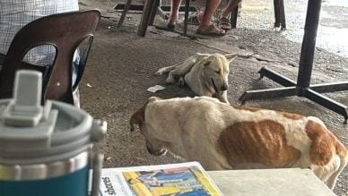 流浪狗溜达商业区 引民忧 . 商家促市局逮捕