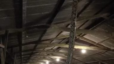 视频|鸡舍经常遭入侵 场主徒手捕巨蟒