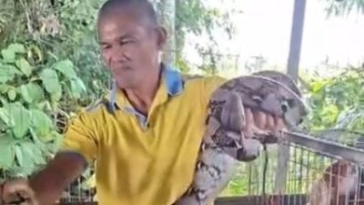 张悦荣：吃饱昏沉易捕捉 . 擒蛇先擒头 毒蛇则避之