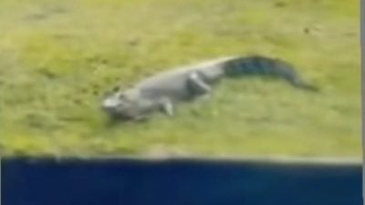 商区水沟现小鳄鱼