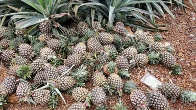 黄梨6个月出口倍增   农长：可创造丰厚收入