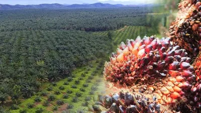 棕油涨价 鲜果增产 种植股第三季业绩可期