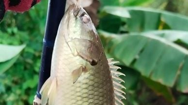 中央市场 “瓶子鱼”．即可避邪也可食用