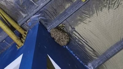 政府组屋出现巨大虎头蜂窝 . 民防火烧消灭蜂