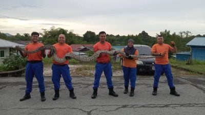 16尺逾百公斤大蟒蛇清晨造访.居民吓坏求助民防队