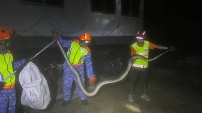 4公尺大蟒蛇闯鸡寮吞鸡 . 民防手到擒拿