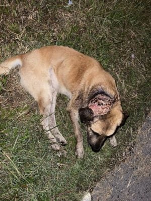 头部后颈严重烫伤 流浪狗疑遭缺德者泼热油