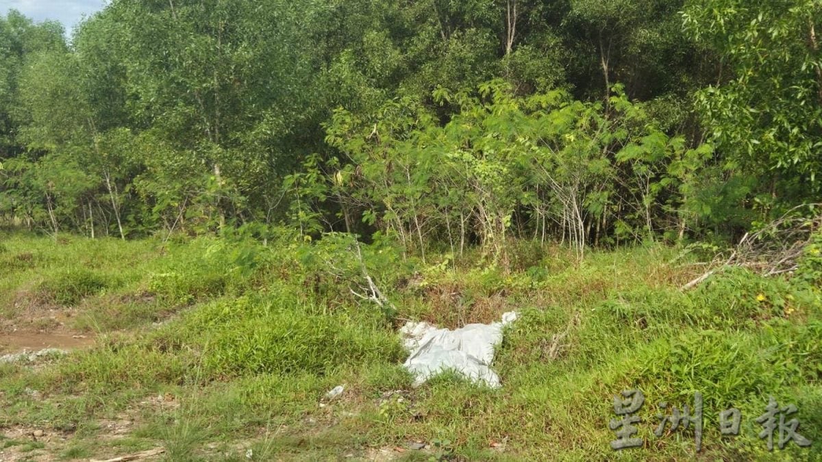 （古城封面副文）火烧小树林