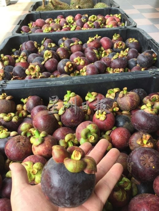 东：（已签发）久违的山竹料11月尾，与榴梿同步大丰收