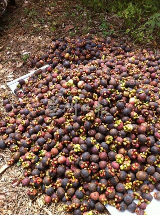 东：（已签发）久违的山竹料11月尾，与榴梿同步大丰收