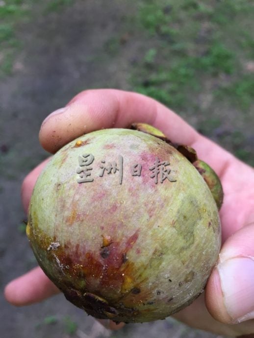 东：（已签发）久违的山竹料11月尾，与榴梿同步大丰收