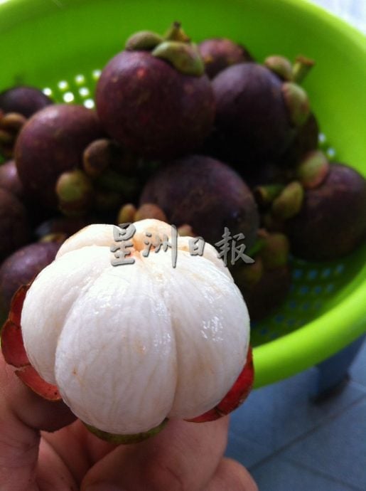 东：（已签发）久违的山竹料11月尾，与榴梿同步大丰收