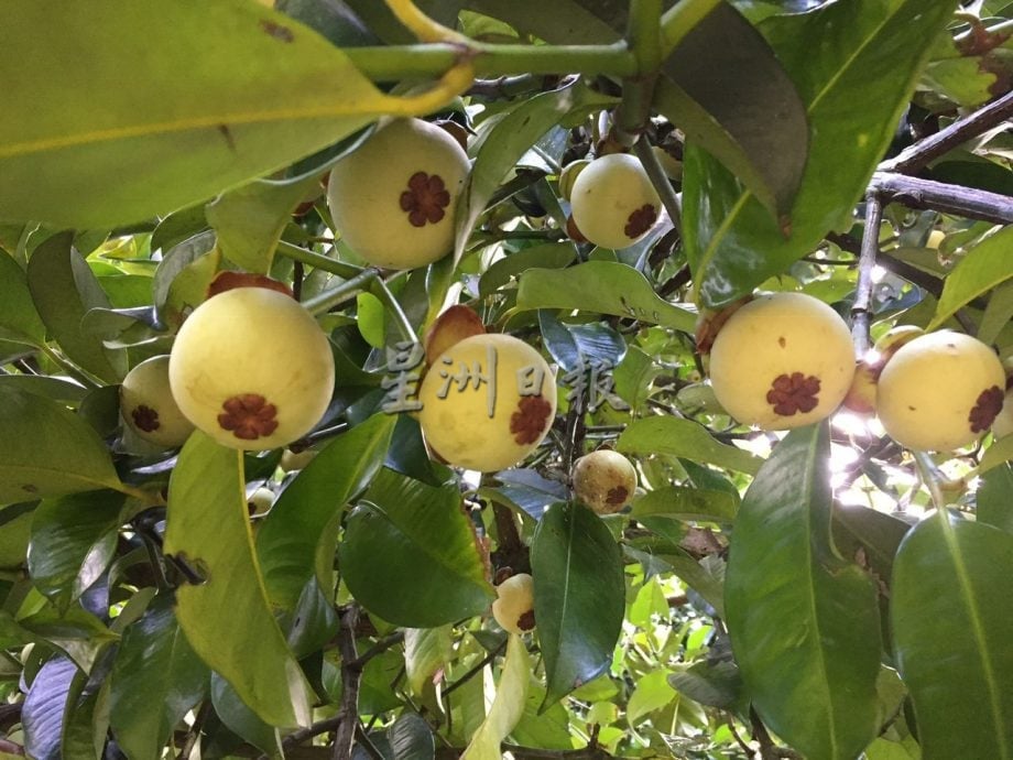 东：（已签发）久违的山竹料11月尾，与榴梿同步大丰收