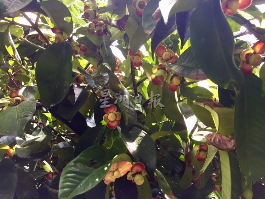 东：（已签发）久违的山竹料11月尾，与榴梿同步大丰收