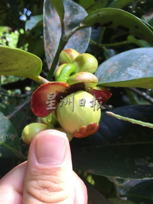 东：（已签发）久违的山竹料11月尾，与榴梿同步大丰收