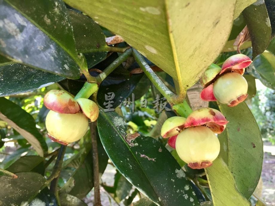 东：（已签发）久违的山竹料11月尾，与榴梿同步大丰收