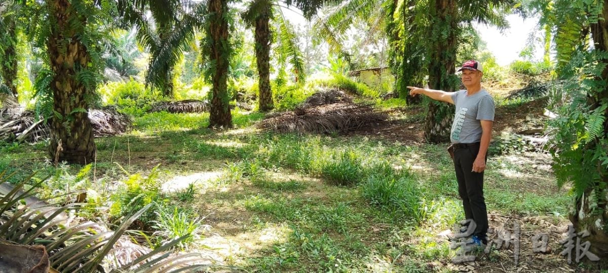 (已签发)柔:**封底特稿**古来瑞林园即将走入历史 昔日工人家属9日团圆宴