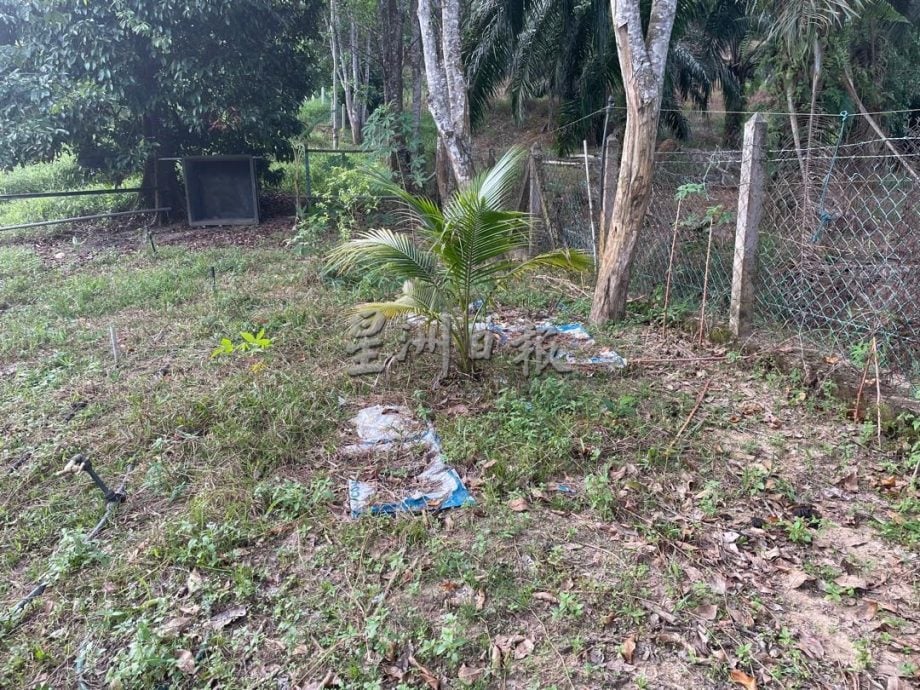 供星洲网:淡边甘榜斯里乐巴疑再现黑豹踪迹,6只家犬夜间失踪