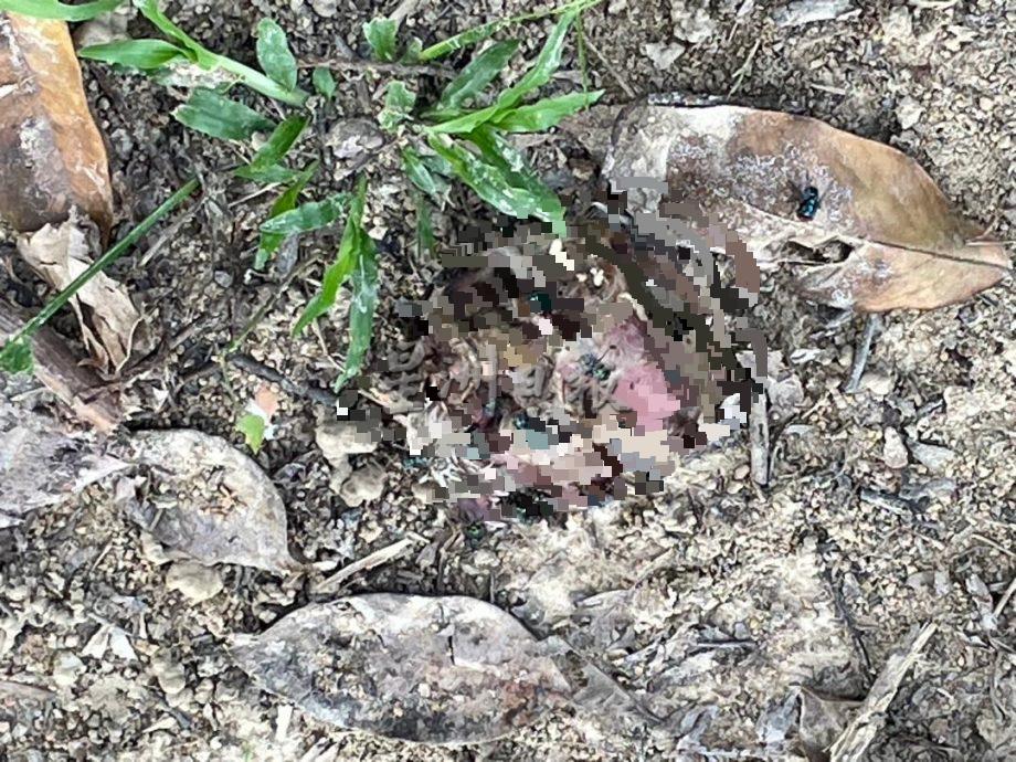 供星洲网:淡边甘榜斯里乐巴疑再现黑豹踪迹,6只家犬夜间失踪