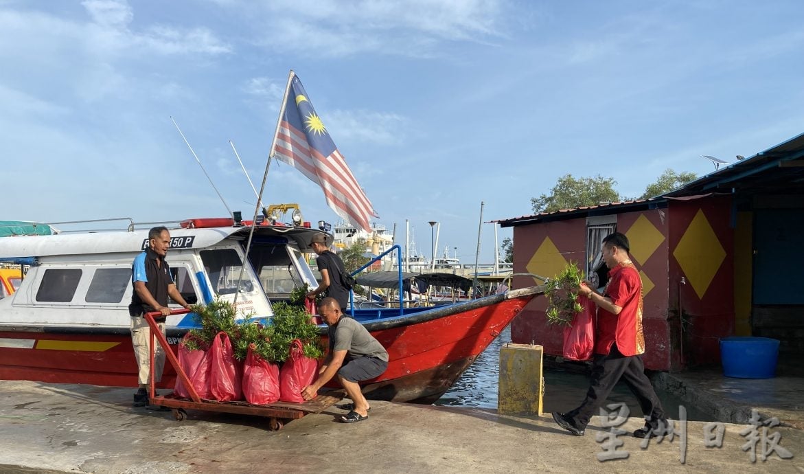 早报可版头//大都会-18罗汉松乘船入岛绿化吉胆华联小学