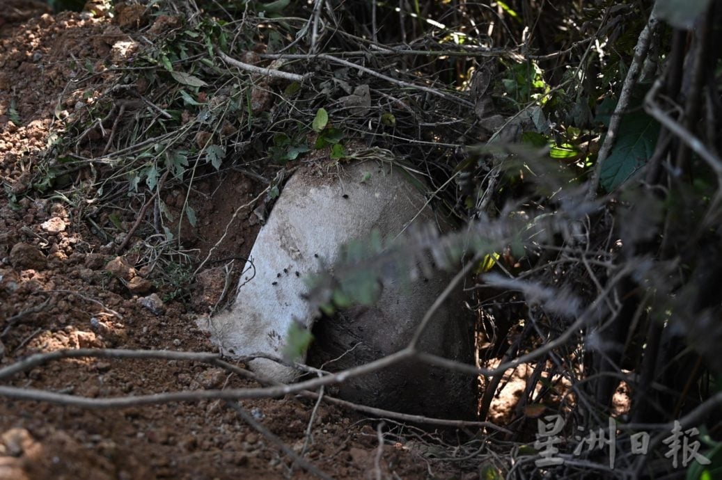 端洛发生牛只集体死亡 牛主居民盼当局查源头