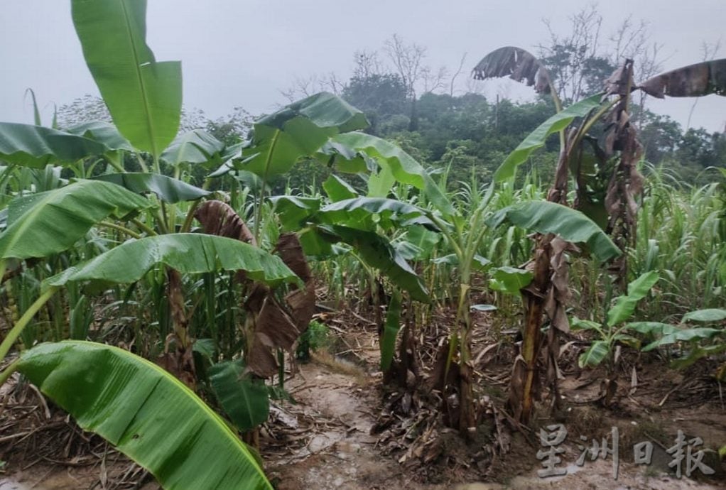 NS马口:独居印尼男子被发现卧尸甘蔗园，警方暂时未发现刑事因素