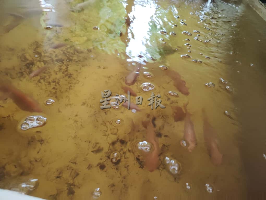 **已签发**柔:校园版头:鱼菜共生计划有成 敦帕尔国小师生喜迎丰收