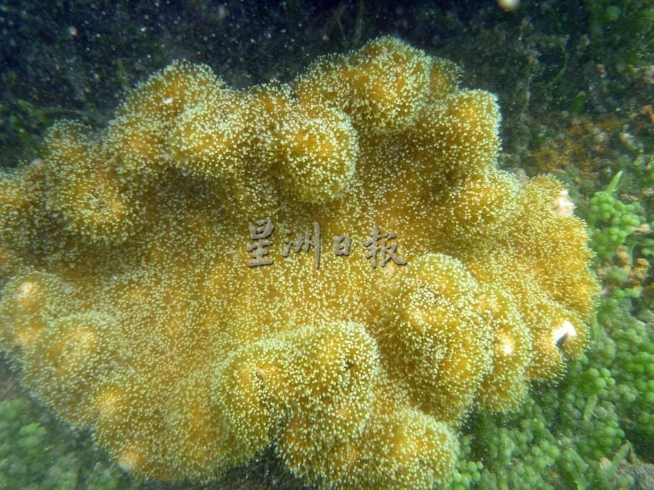 (供星洲网)NS芙蓉/波德申珊瑚、观赏鱼屡遭盗采捕捞 森大臣斥:管控不严,促渔业、海事局加强执法