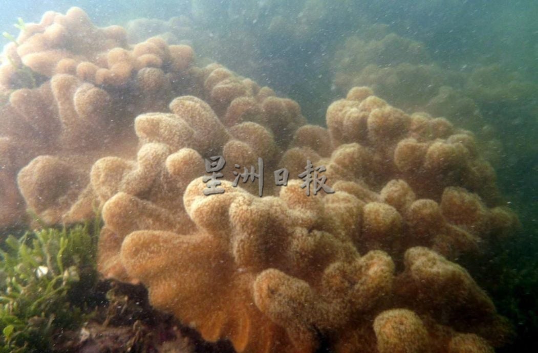 (供星洲网)NS芙蓉/波德申珊瑚、观赏鱼屡遭盗采捕捞 森大臣斥:管控不严,促渔业、海事局加强执法