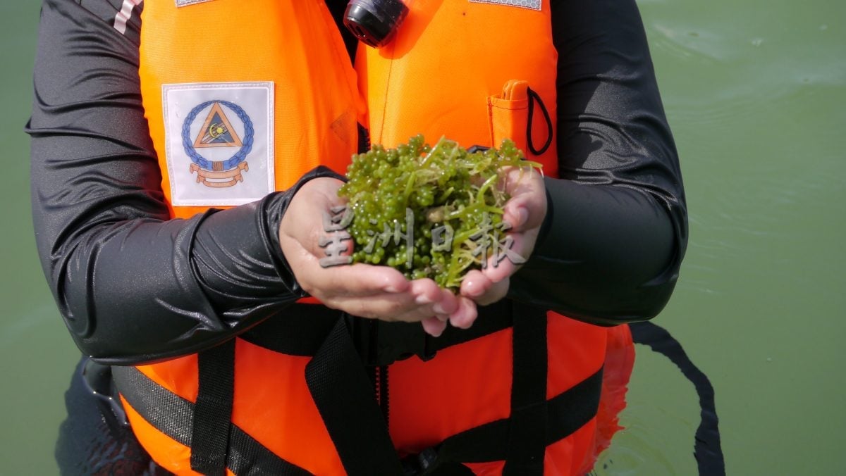 (供星洲网)NS芙蓉/波德申珊瑚、观赏鱼屡遭盗采捕捞 森大臣斥:管控不严,促渔业、海事局加强执法