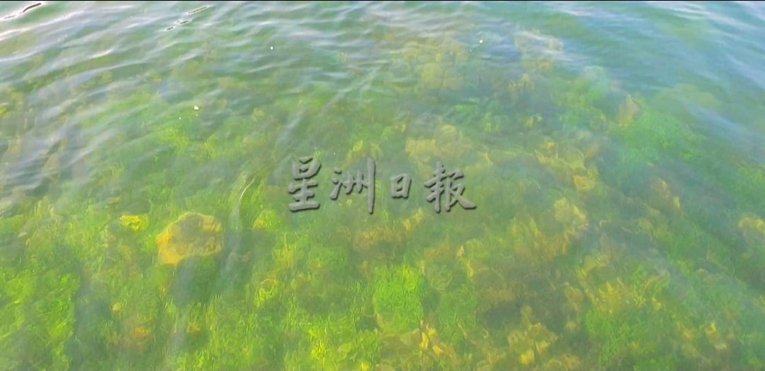 (供星洲网)NS芙蓉/波德申珊瑚、观赏鱼屡遭盗采捕捞 森大臣斥:管控不严,促渔业、海事局加强执法