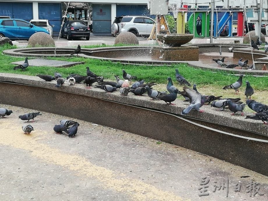 （古城封面副文）鸦患问题困扰民众 林朝雁促勿“喂养”乌鸦