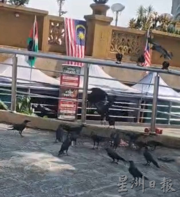 （古城封面副文）鸦患问题困扰民众 林朝雁促勿“喂养”乌鸦