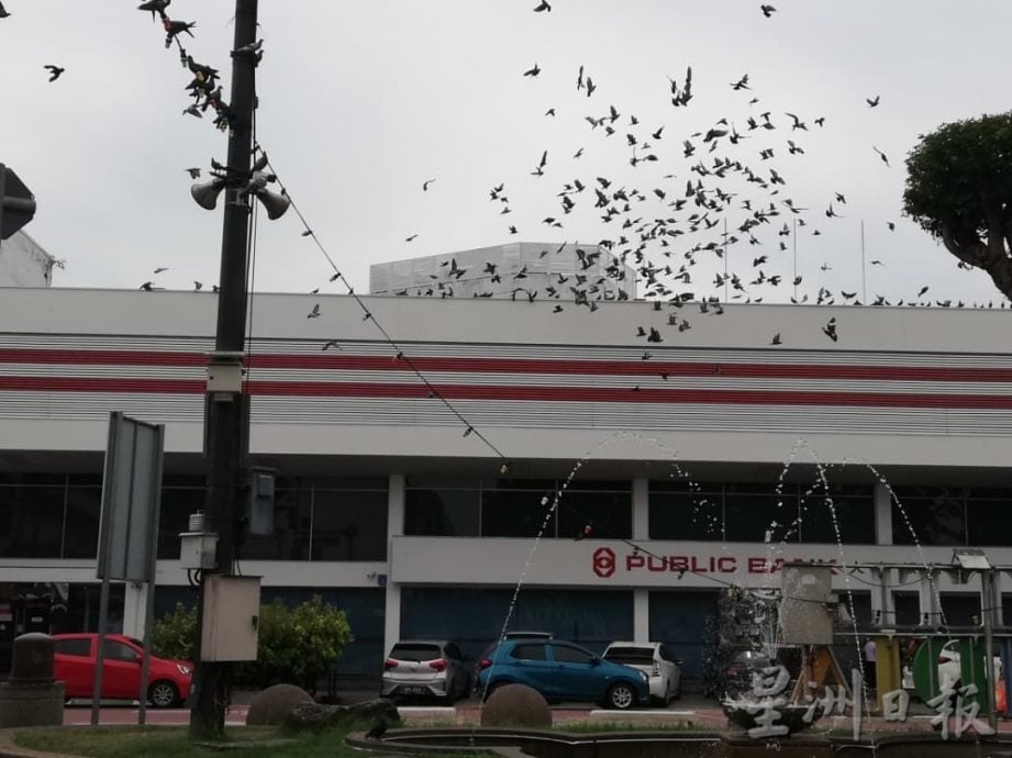 （古城封面副文）鸦患问题困扰民众 林朝雁促勿“喂养”乌鸦