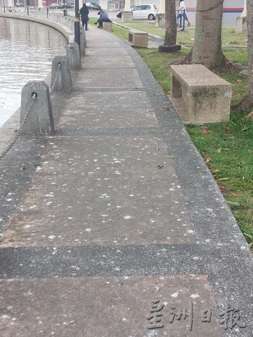 （古城封面主文）乌鸦入驻河畔筑巢及繁殖