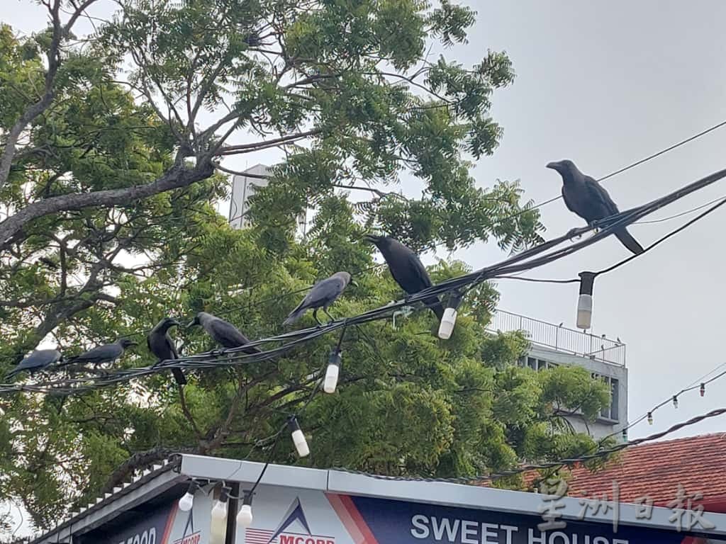 （古城封面主文）乌鸦入驻河畔筑巢及繁殖