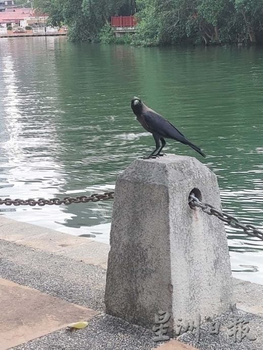 （古城封面主文）乌鸦入驻河畔筑巢及繁殖